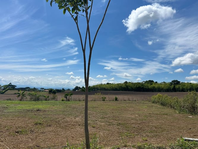 Lote en venta en Cerritos, Pereira, 1607 m² · foto 3 de 5
