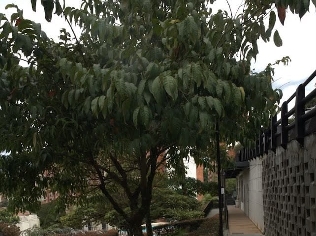 Apartamento en venta en Villa Del Parque, Itagüí · foto 10 de 24