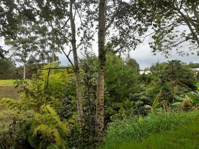 Lote en venta en Pontezuela, Rionegro · foto 6 de 6