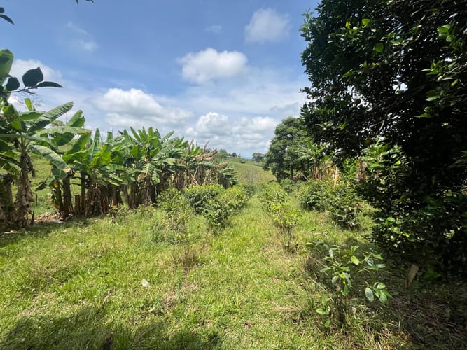 Lote en venta en Altagracia, Pereira, 10000 m² · foto 2 de 6
