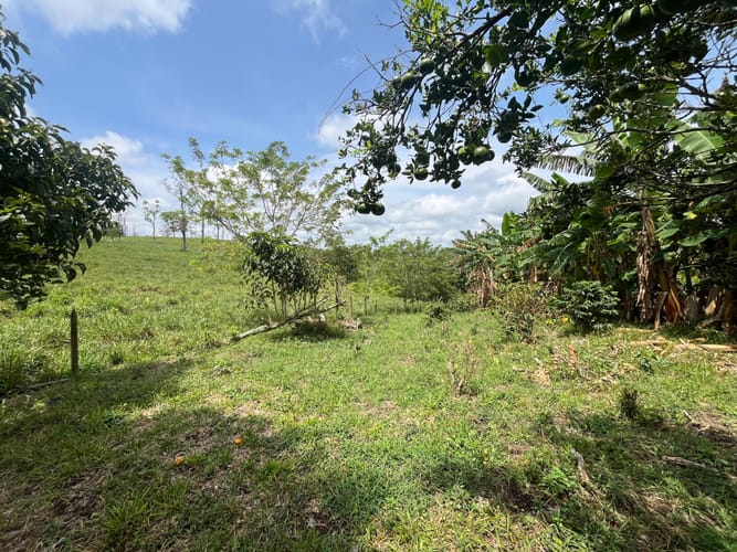 Lote en venta en Altagracia, Pereira, 10000 m² · foto 5 de 6