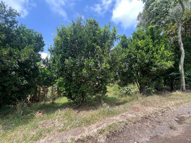 Lote en venta en Altagracia, Pereira, 10000 m² · foto 6 de 6
