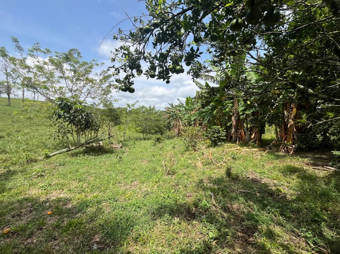 Lote en venta en Altagracia, Pereira, 10000 m² · foto 4 de 6