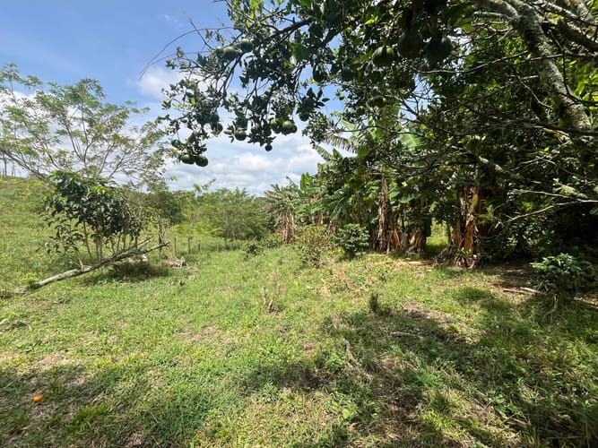 Lote en venta en Altagracia, Pereira, 10000 m² · foto 3 de 6