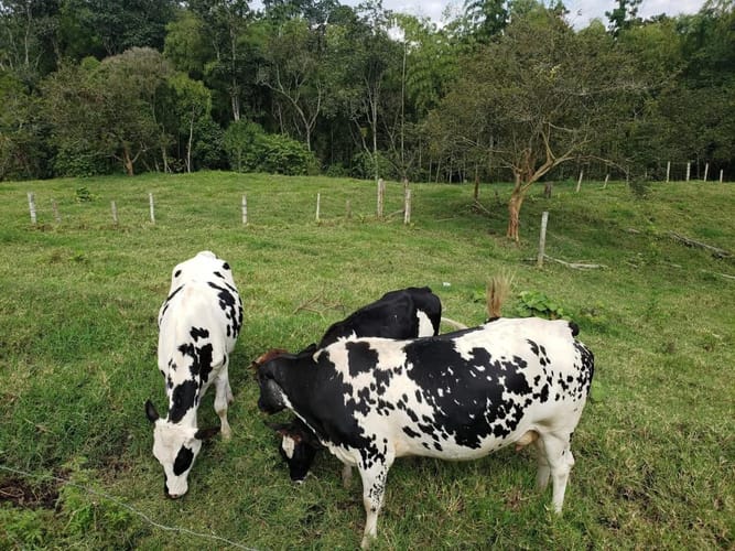 Finca en venta en Condina, Pereira, 43000 m² · foto 4 de 5