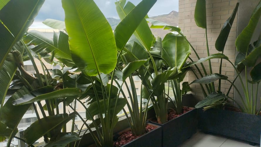Apartamento de 3 alcobas en venta en La Flora, Cali, 96 m² · foto 3 de 18