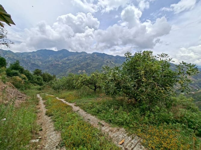 Finca en venta en La Miel, La Ceja, 250 m² · foto 12 de 24