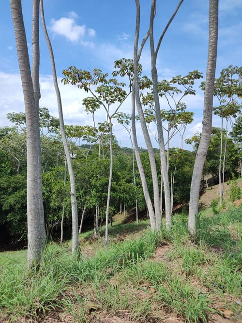 Lote en venta en Pance Bajo, Cali, 15059 m² · foto 8 de 15