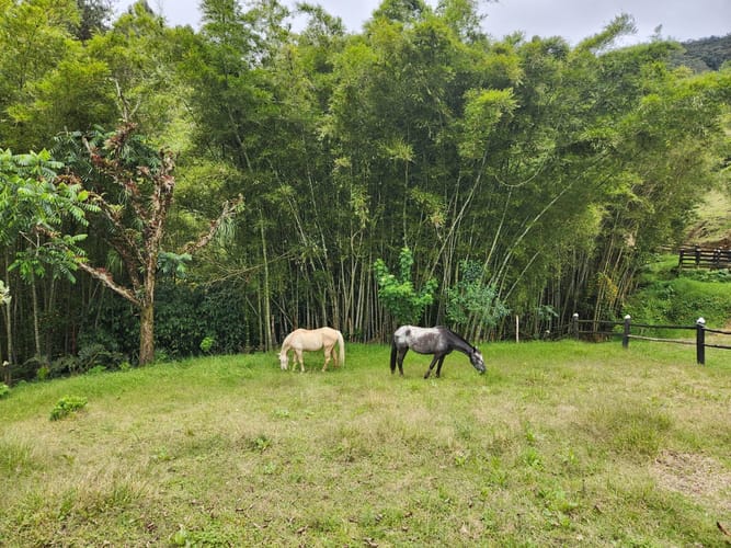 Finca en venta en Puente Pelaez, El Retiro · foto 12 de 19