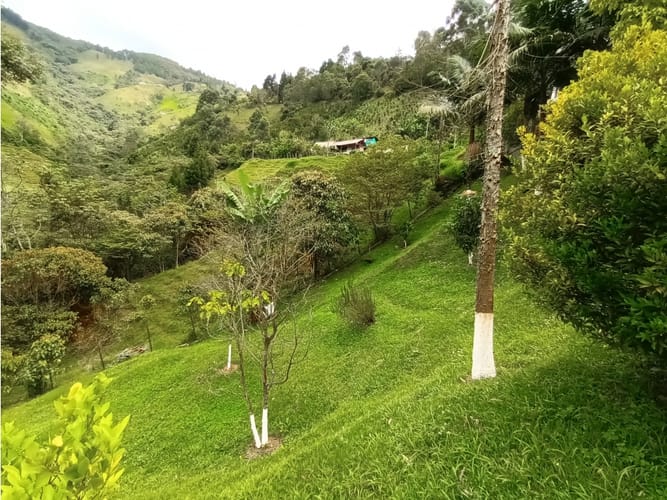 Finca en venta en San Miguel, Manizales, 350 m² · foto 3 de 24