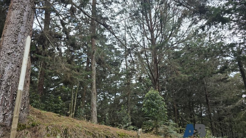 Lote en venta en Pantanillo, El Retiro, 30000 m² · foto 11 de 24