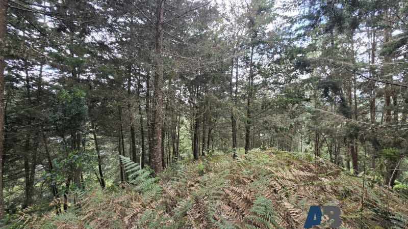 Lote en venta en Pantanillo, El Retiro, 30000 m² · foto 14 de 24