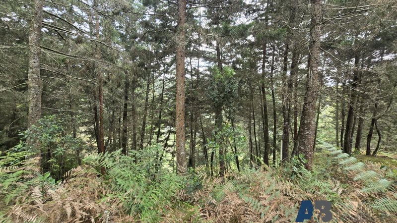 Lote en venta en Pantanillo, El Retiro, 30000 m² · foto 15 de 24