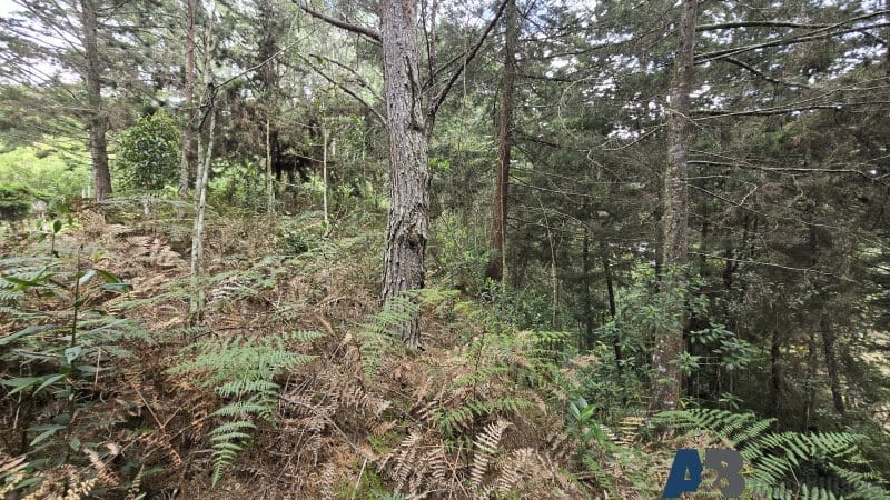 Lote en venta en Pantanillo, El Retiro, 30000 m² · foto 17 de 24