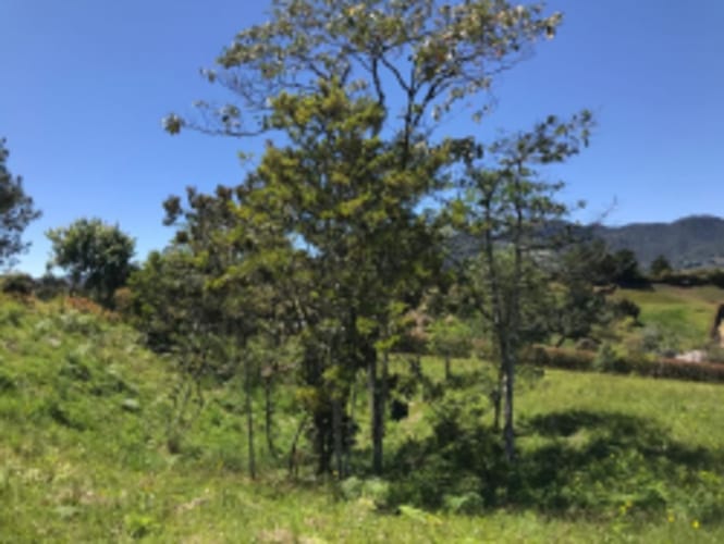 Lote en venta en El Carmen de Viboral, 2515 m² · foto 4 de 20