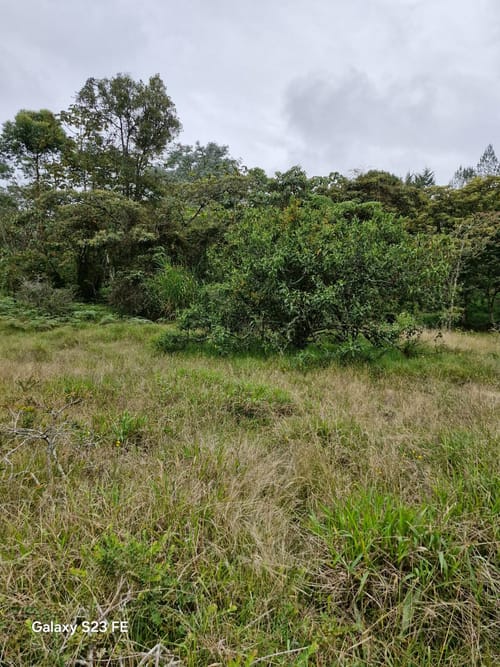 Lote en venta en Pantanillo, El Retiro, 9716 m² · foto 6 de 15