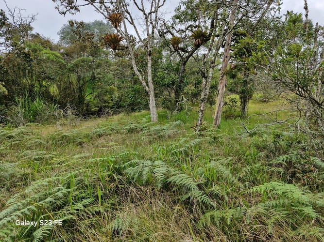 Lote en venta en Pantanillo, El Retiro, 9716 m² · foto 14 de 15