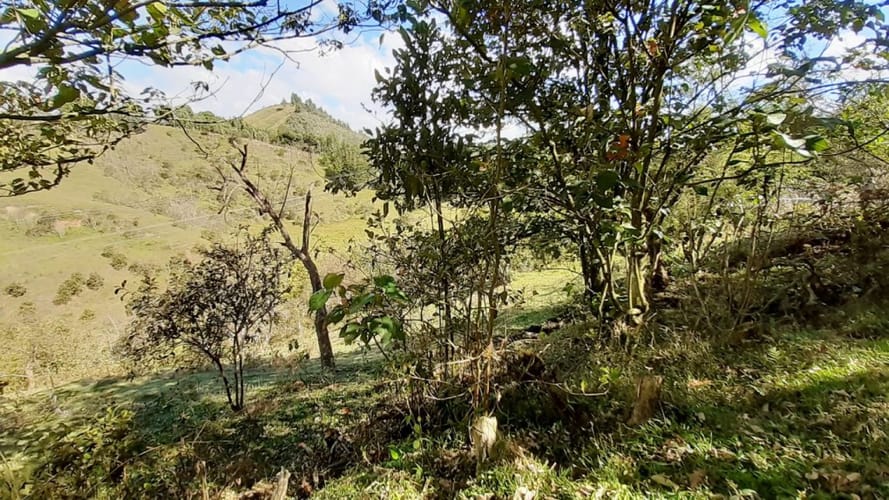 Finca en venta en La Laja, Rionegro, 50000 m² · foto 6 de 19