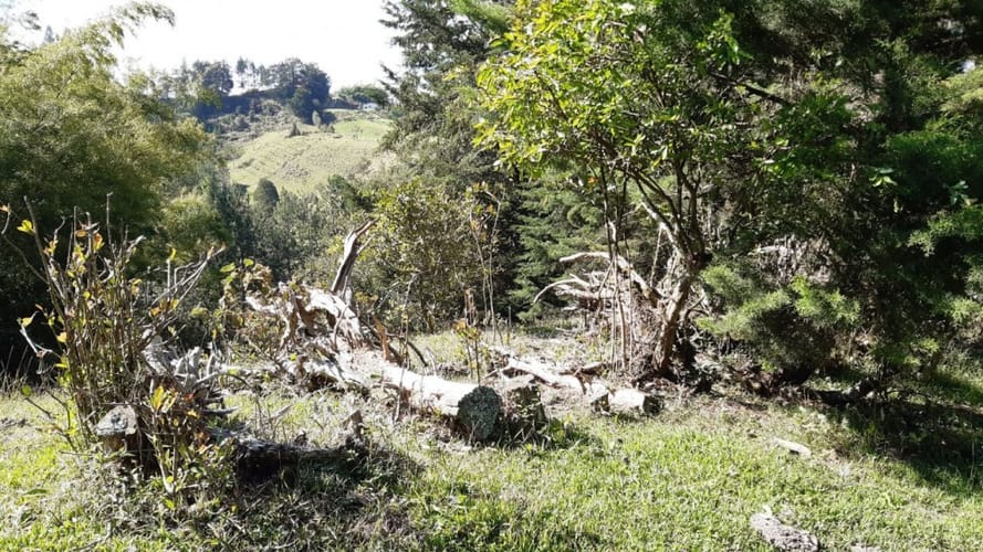 Finca en venta en La Laja, Rionegro, 50000 m² · foto 10 de 19