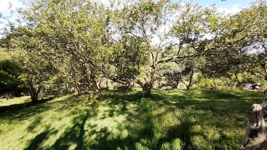 Finca en venta en La Laja, Rionegro, 50000 m² · foto 14 de 19