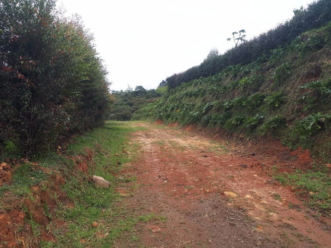 Lote en venta en La Sonadora, El Carmen de Viboral, 5200 m² · foto 8 de 16