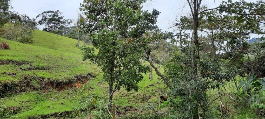 Lote en venta en Llano Grande, Rionegro, 26000 m² · foto 11 de 19
