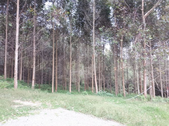 Lote en venta en Guayabito, Rionegro, 2231 m² · foto 6 de 13