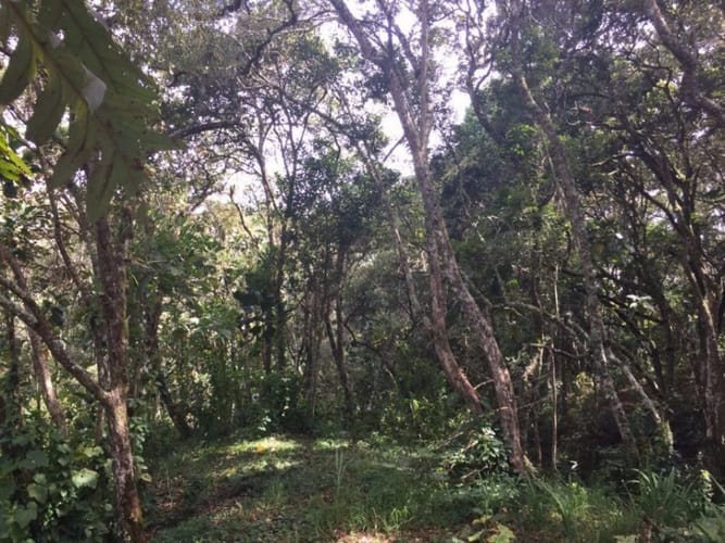 Finca en venta en Pantanillo, Envigado, 26160 m² · foto 13 de 14