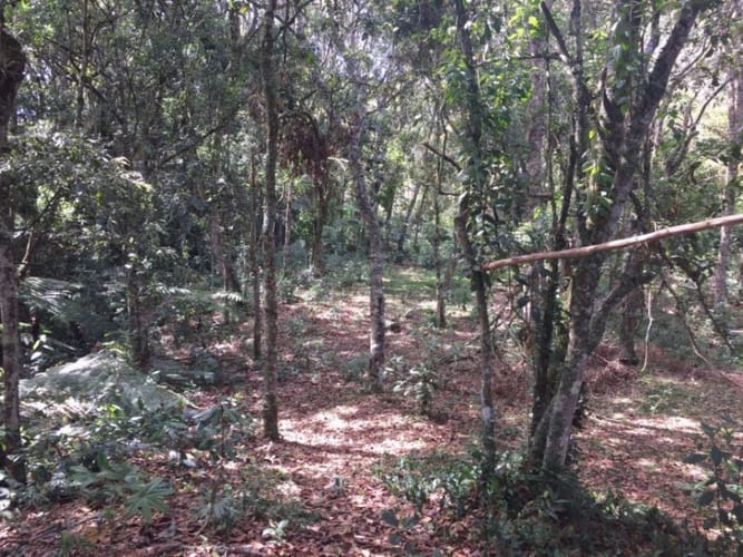 Finca en venta en Pantanillo, Envigado, 26160 m² · foto 14 de 14