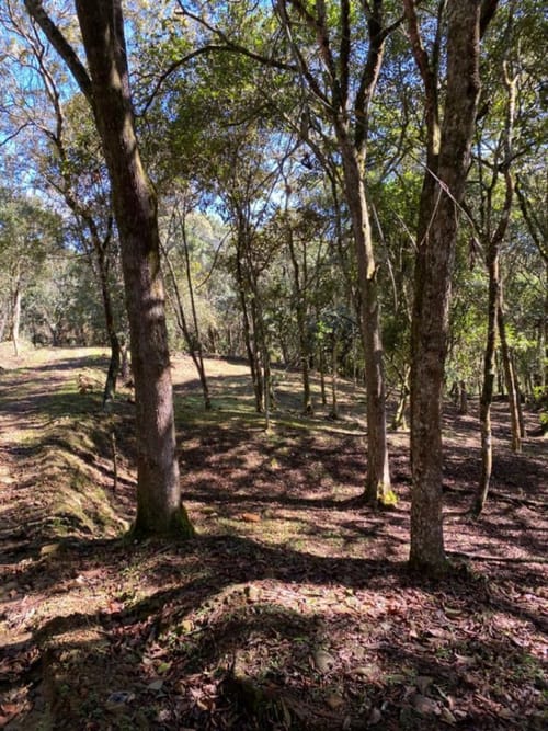 Lote en venta en Guarne, 14000 m² · foto 7 de 14
