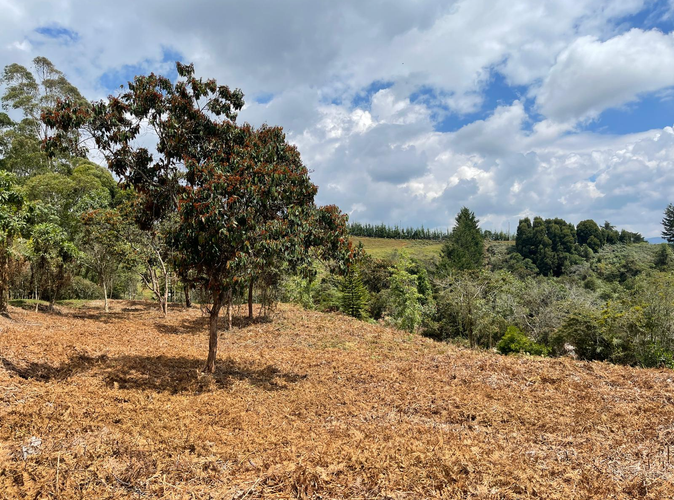 Lote en venta en Aeropuerto, Rionegro, 5500 m² · foto 4 de 18