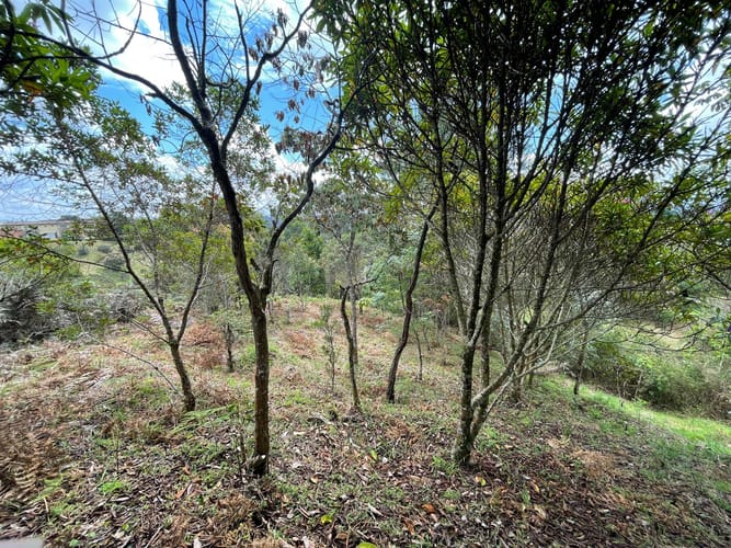 Lote en venta en Aeropuerto, Rionegro, 5500 m² · foto 15 de 18