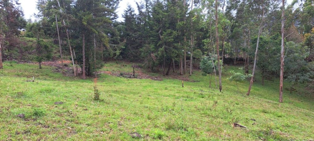 Lote en venta en Santa Elena, El Retiro, 10000 m² · foto 6 de 16