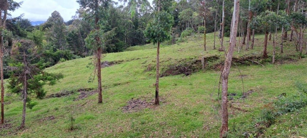 Lote en venta en Santa Elena, El Retiro, 10000 m² · foto 8 de 16