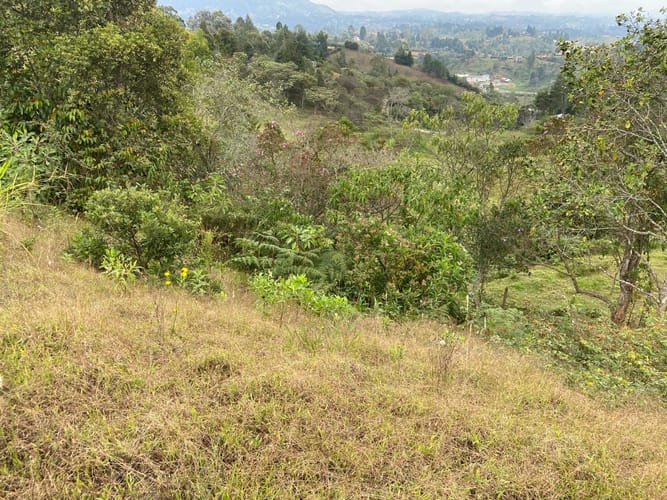 Lote en venta en San Jose, Guarne, 2415 m² · foto 4 de 15