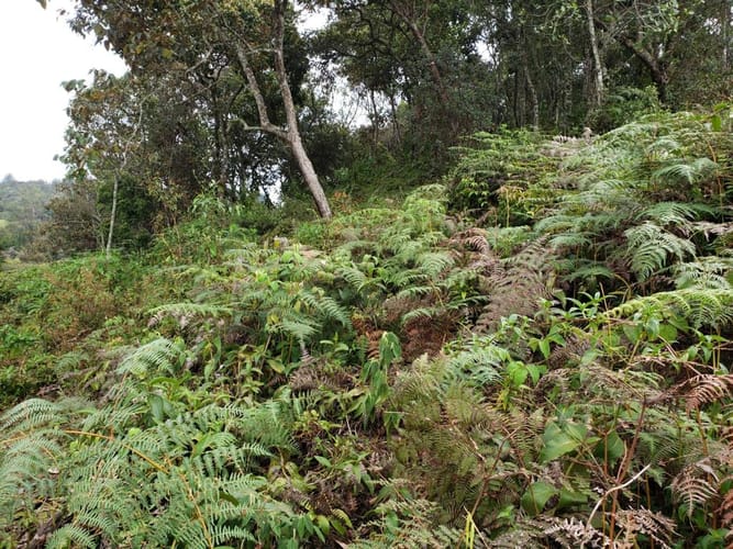 Lote en venta en Sajonia, Rionegro · foto 18 de 24