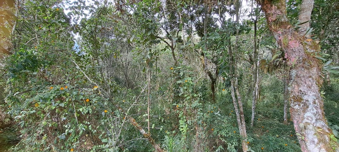 Finca en venta en Sajonia, Rionegro, 34365 m² · foto 10 de 24