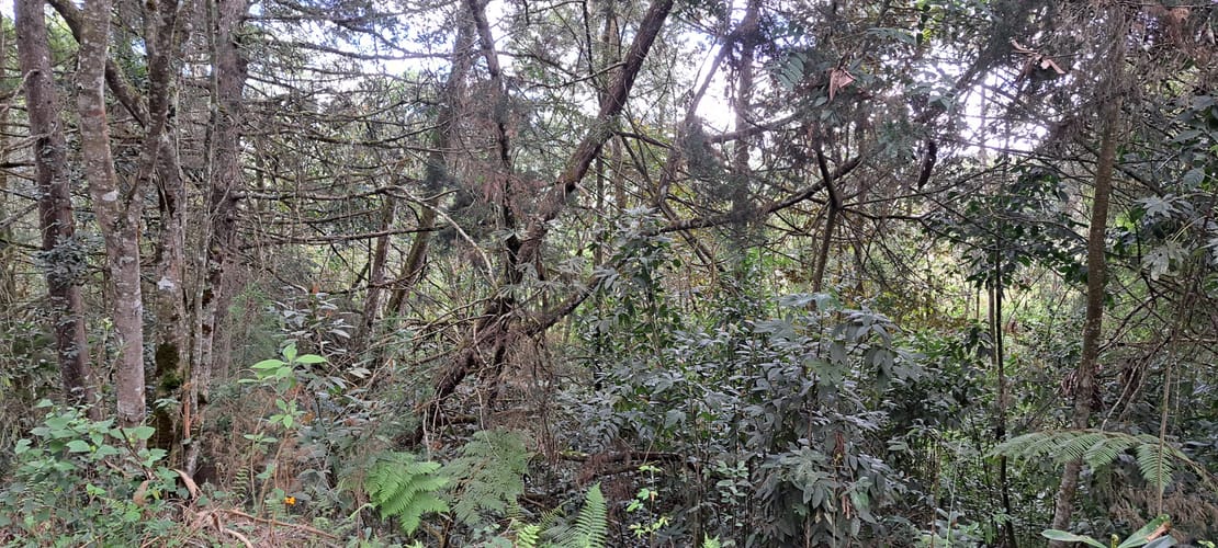 Lote en venta en El Porvenir, Rionegro, 13176 m² · foto 9 de 16