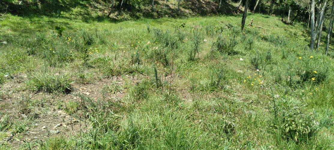 Lote en venta en Lomitas, La Ceja, 10000 m² · foto 4 de 15