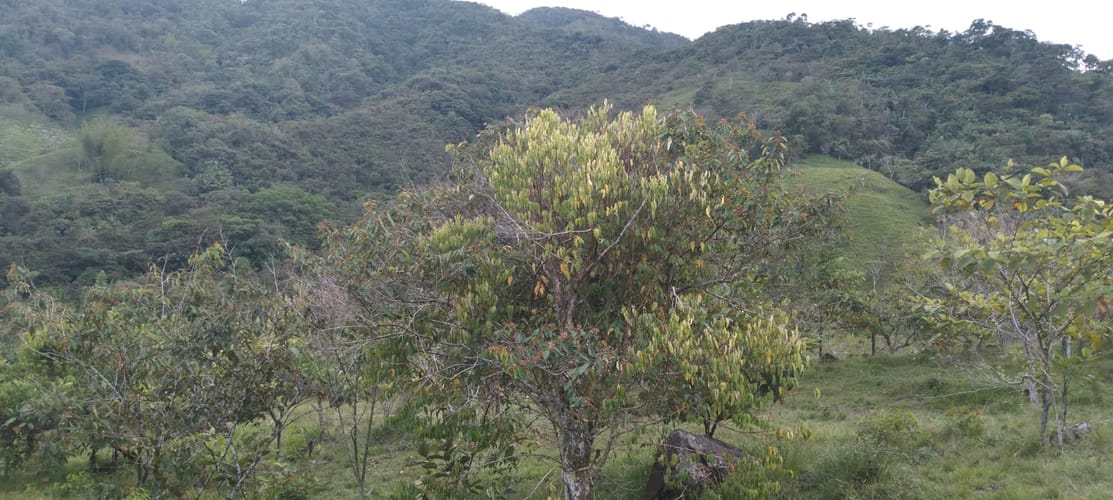 Lote en venta en Lomitas, La Ceja, 10000 m² · foto 5 de 15