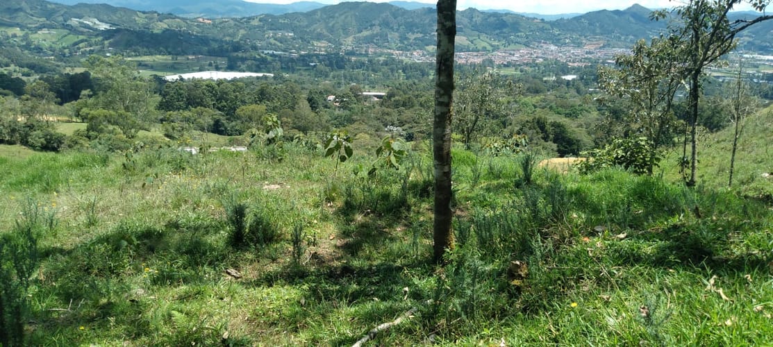 Lote en venta en Lomitas, La Ceja, 10000 m² · foto 8 de 15