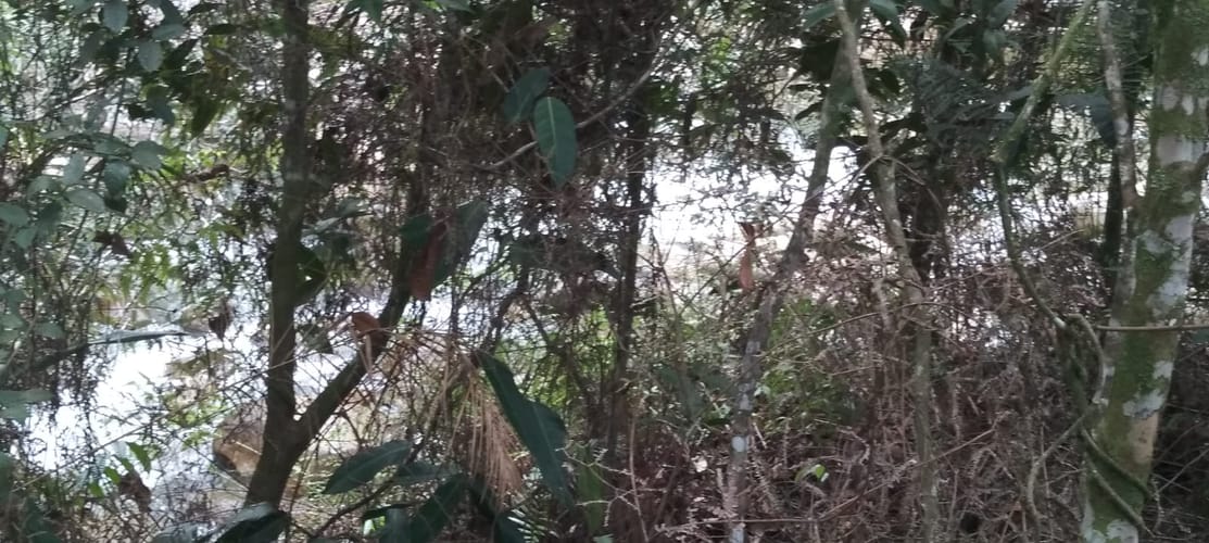 Lote en venta en Lomitas, La Ceja, 10000 m² · foto 9 de 15