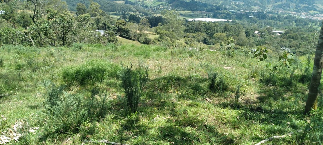 Lote en venta en Lomitas, La Ceja, 10000 m² · foto 12 de 15