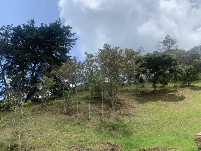 Finca en venta en Sajonia, Rionegro, 9260 m² · foto 6 de 20