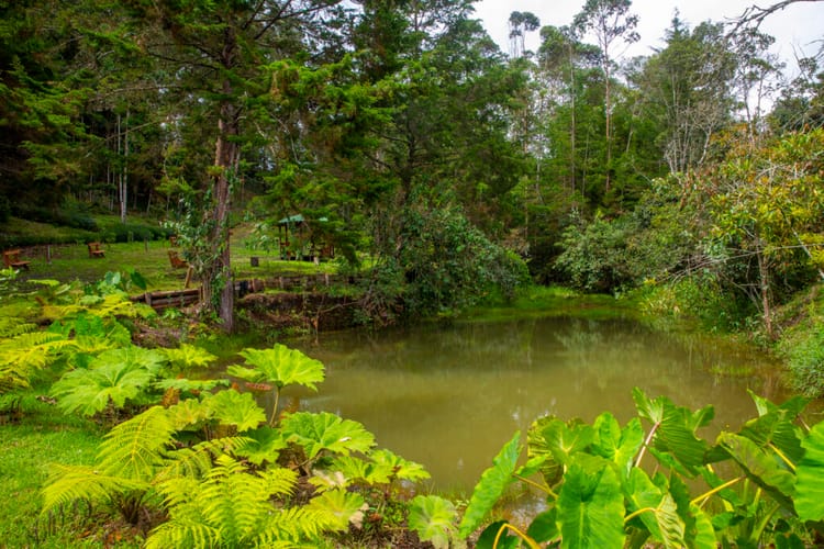 Lote en venta en El Capiro, Rionegro, 6152 m² · foto 8 de 15