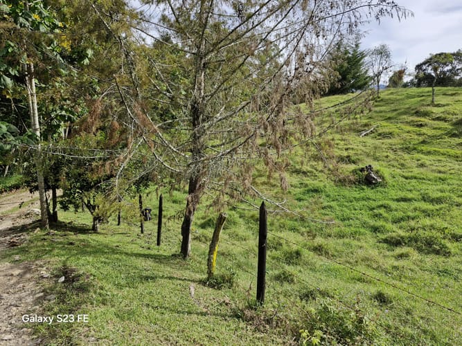 Lote en venta en Guamito, La Ceja, 10000 m² · foto 11 de 16