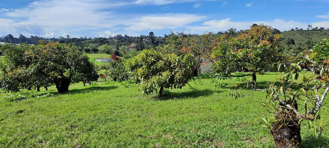 Lote en venta en El Porvenir, El Carmen de Viboral, 30400 m² · foto 10 de 24