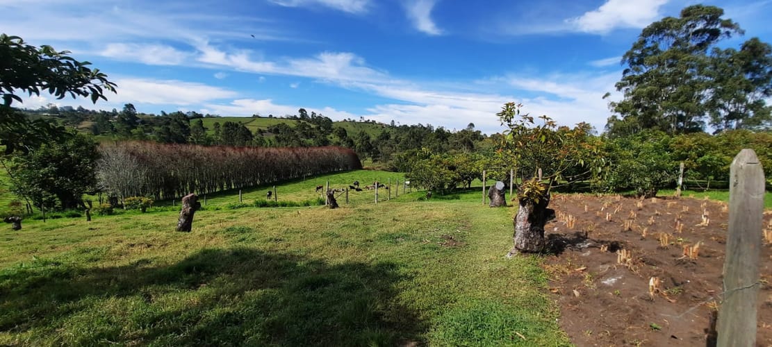 Lote en venta en El Porvenir, El Carmen de Viboral, 30400 m² · foto 18 de 24
