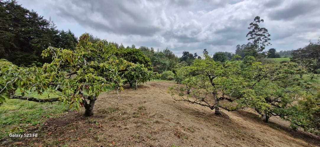 Lote en venta en La Convencion, Rionegro, 25000 m² · foto 19 de 24