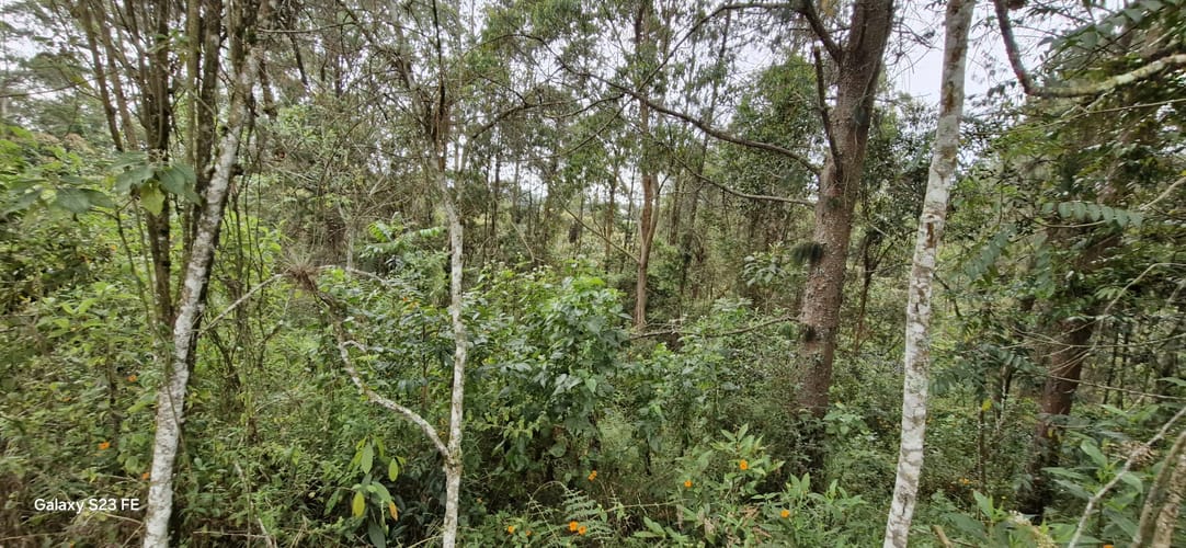 Lote en venta en La Convencion, Rionegro, 27417 m² · foto 5 de 12
